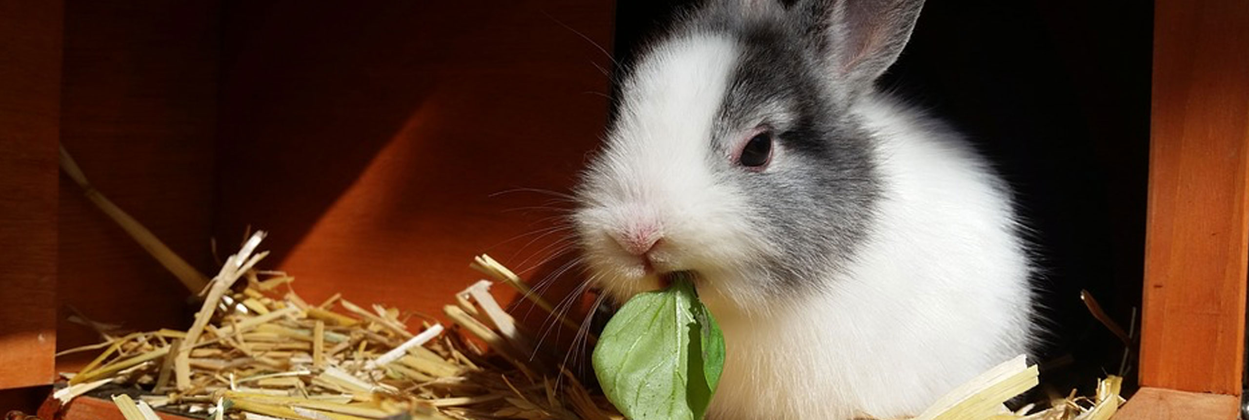 rabbit